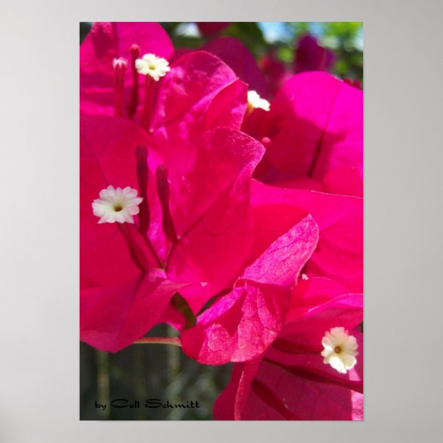 Red003 Poster (Front)