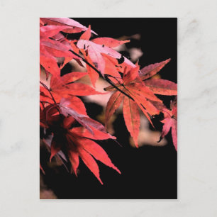 Red Acer Postcard