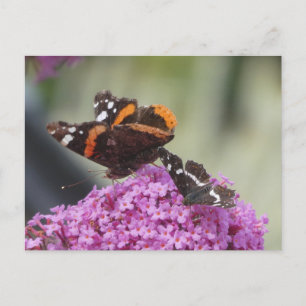 Red Admiral and Map Butterfly DIY Postcard