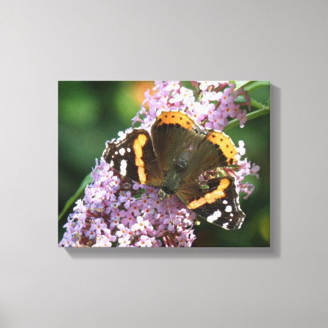Red Admiral Butterfly and Buddleia Canvas Print (Front)