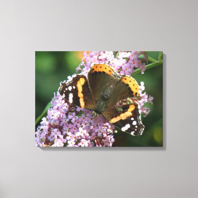 Red Admiral Butterfly and Buddleia Canvas Print (Front)