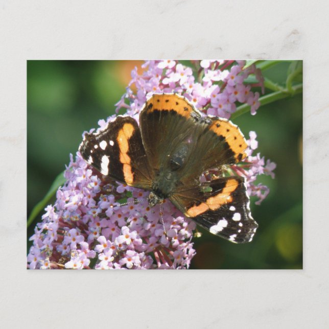 Red Admiral Butterfly and Buddleia Postcard (Front)