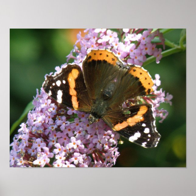 Red Admiral Butterfly and Buddleia Poster (Front)