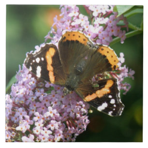 Red Admiral Butterfly and Buddleia Tile