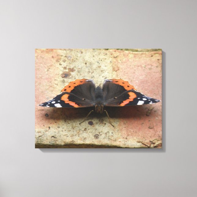 Red Admiral Butterfly Canvas Print (Front)
