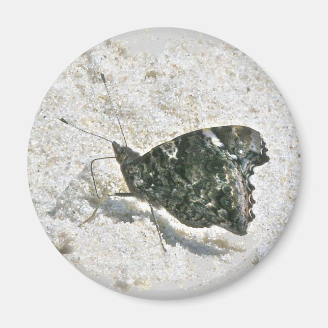 Red Admiral Butterfly on Beach Coordinating Items Magnet (Front)