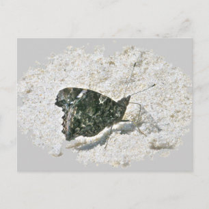Red Admiral Butterfly on Beach Coordinating Items Postcard