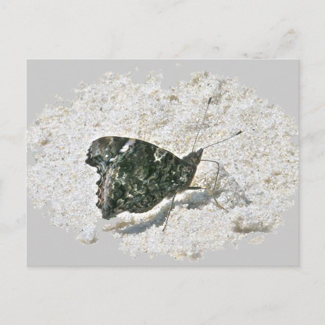 Red Admiral Butterfly on Beach Coordinating Items Postcard (Front)