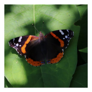 Red Admiral Butterfly on Green Leaves Poster