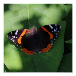 Red Admiral Butterfly on Green Leaves Poster