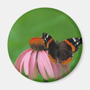 Red Admiral Butterfly on Purple Cone Flower Magnet