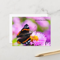 Red Admiral Butterfly Postcard