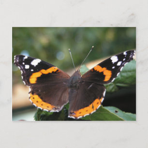 Red Admiral Butterfly Postcard