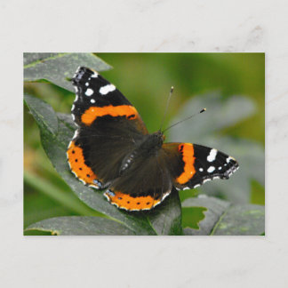 Red Admiral Butterfly Postcard