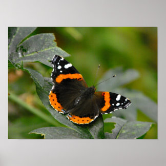 Red Admiral butterfly Poster