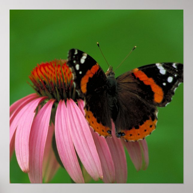 Red Admiral Butterfly Poster (Front)