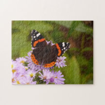 Red Admiral on anemones