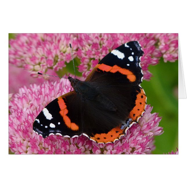 Red Admiral on Sedum (Autumn Joy) (Front Horizontal)