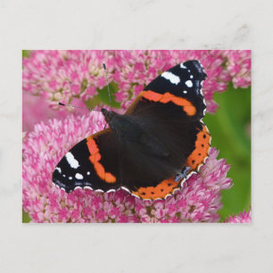 Red Admiral on Sedum (Autumn Joy) Postcard