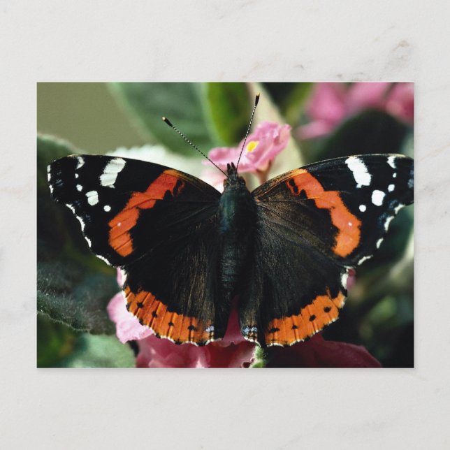 Red admiral, Vanessa atalanta Postcard (Front)