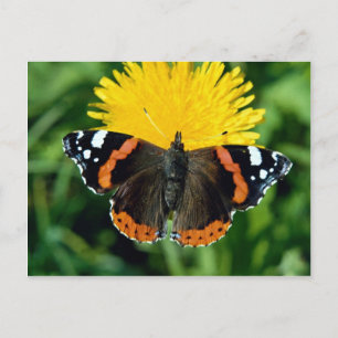 Red admiral, Vanessa atalanta Postcard