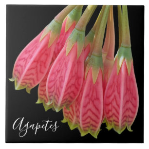 Red Agapetes Flowers on Black Floral Tile