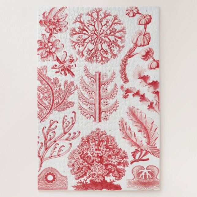 Red Alga Sea, Florideae Rotalgen by Ernst Haeckel Jigsaw Puzzle (Vertical)