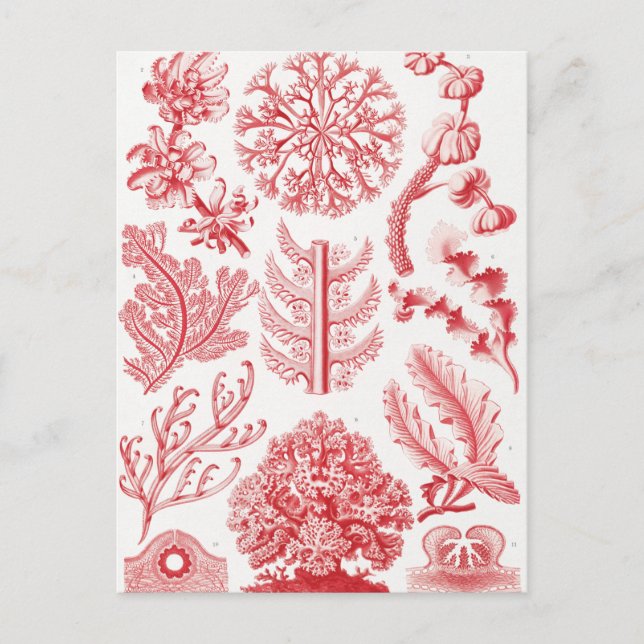 Red Alga Sea, Florideae Rotalgen by Ernst Haeckel Postcard (Front)