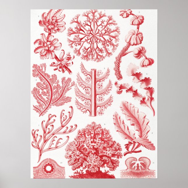 Red Alga Sea, Florideae Rotalgen by Ernst Haeckel Poster (Front)