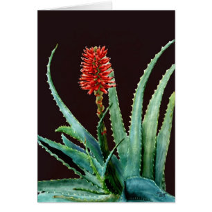 Red Aloe