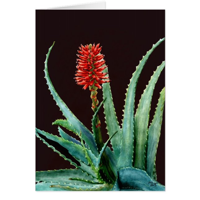 Red Aloe (Front)