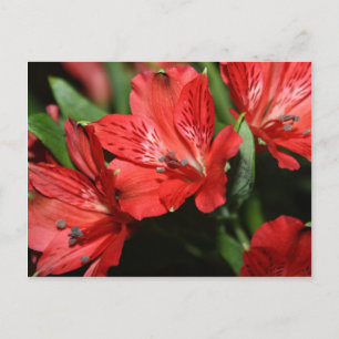 Red Alstroemeria Flower Postcard