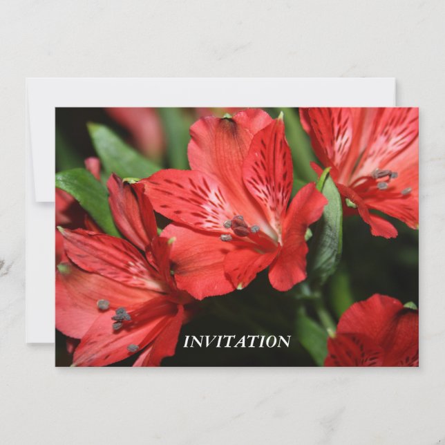 Red Alstroemeria  INVITATION (Front)