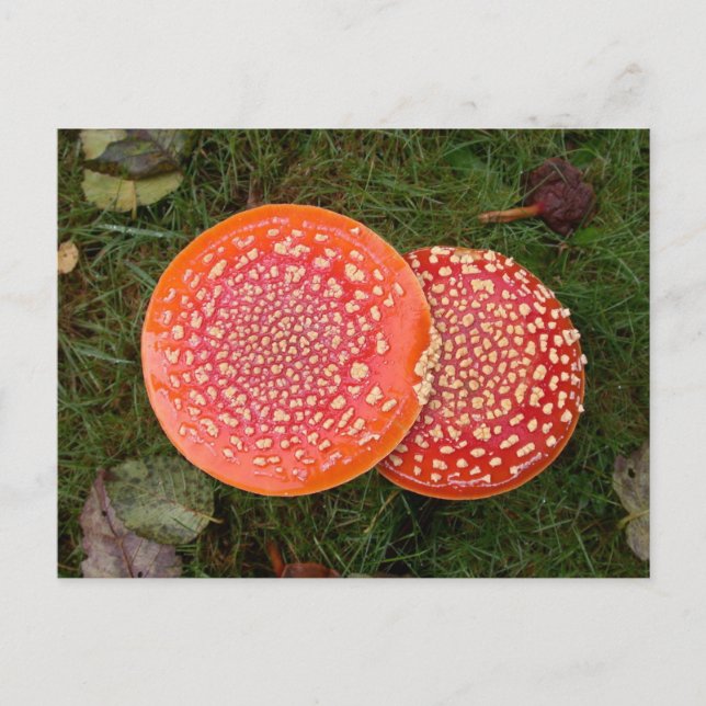 Red Amanita Mushrooms Photo Postcard (Front)