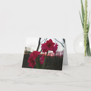 Red Amaryllis and Winter Sunrise Holiday Card