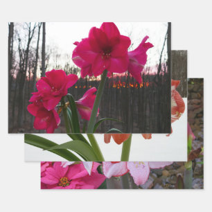 Red Amaryllis and Winter Sunrise Wrapping Paper Sheet