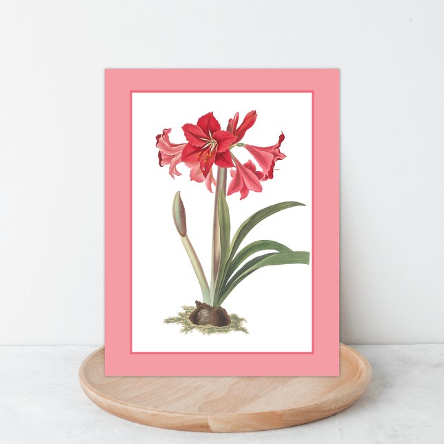 Red Amaryllis Botanical Illustration Postcard (Creator Uploaded)