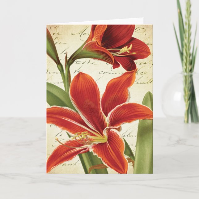 Red Amaryllis Christmas Flower Botanical Holiday Card (Front)