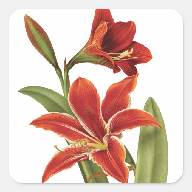 Red Amaryllis Christmas Flower Vintage Botanical Square Sticker (Front)