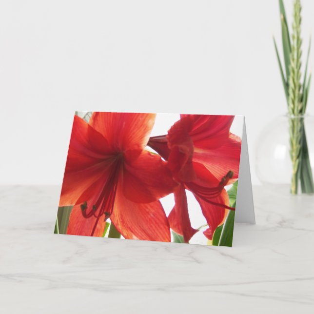 Red Amaryllis Close-Up Card (Front)