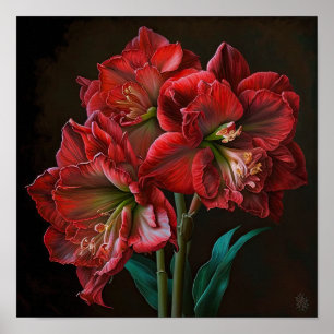 Red Amaryllis Flower Art Print Poster