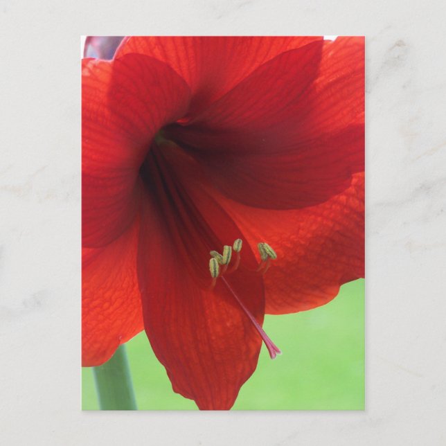 Red Amaryllis Flower Nature Garden Postcard (Front)