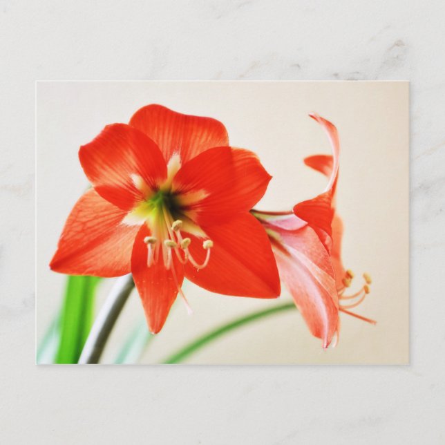 Red Amaryllis Flower Postcard (Front)