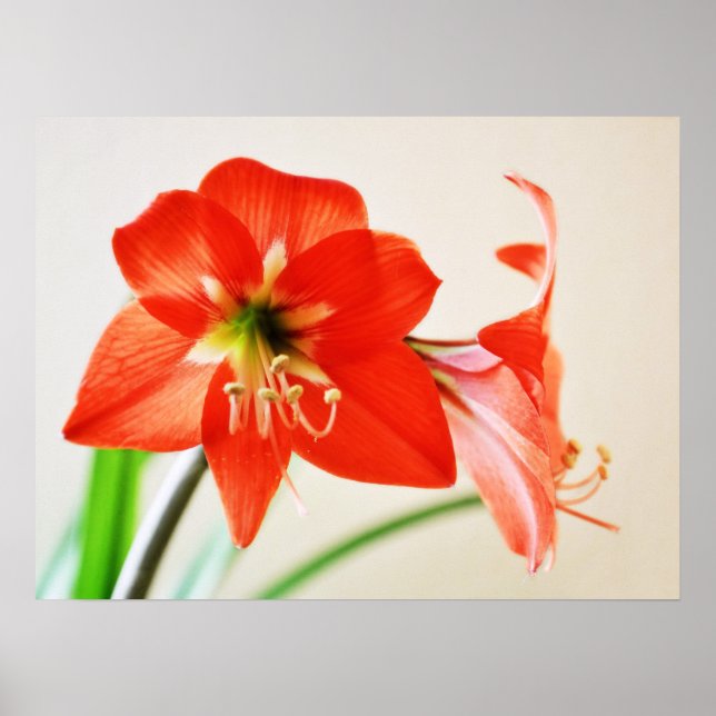 Red Amaryllis Flower Poster (Front)