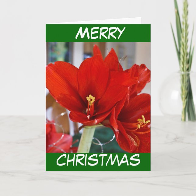 Red Amaryllis Holiday Card (Front)