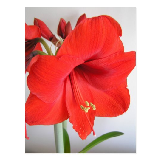 Red Amaryllis Postcard