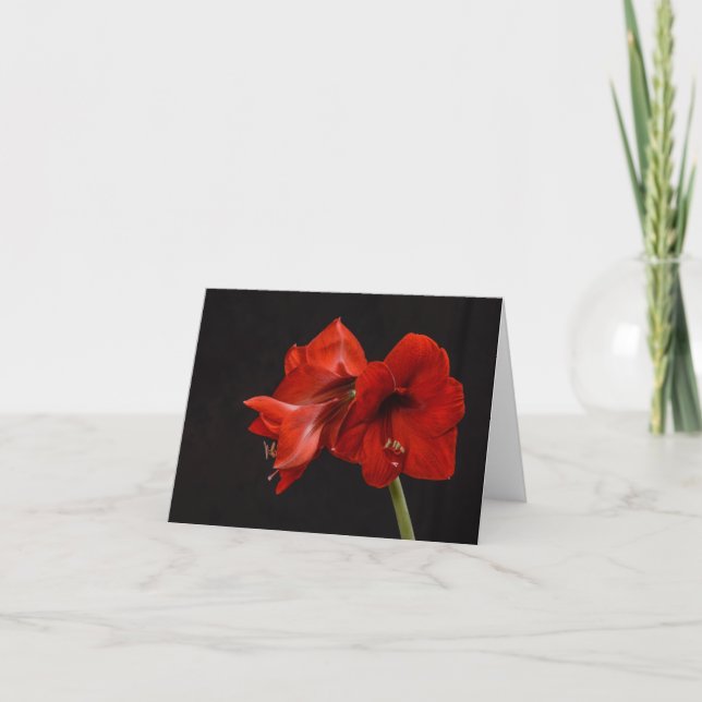 Red Amaryllis Thank You Card (Front)