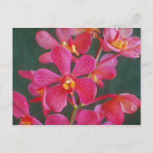 Red An orchid hybrid flowers Postcard