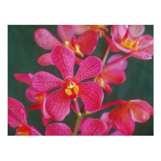 Red An orchid hybrid flowers Postcard