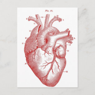 Red Anatomical Heart Postcard
